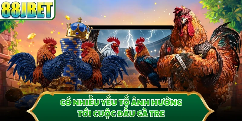 Có nhiều yếu tố ảnh hưởng tới cuộc đấu gà tre